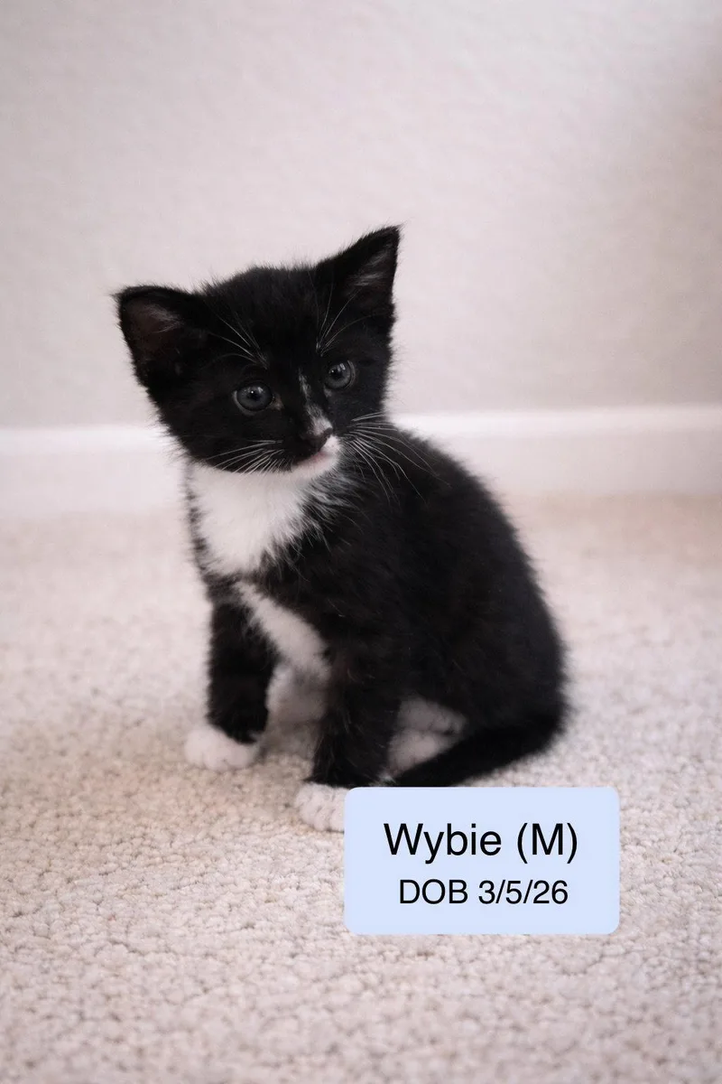 Wybie