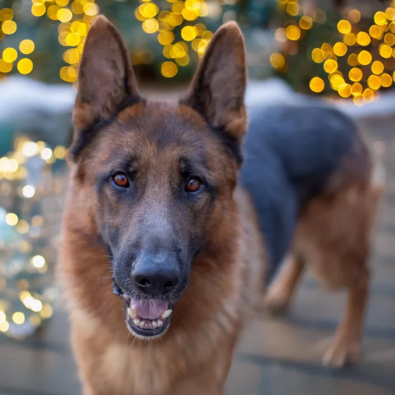 An adult large-sized male Black German Shepherd Dog dog named Diesel for adoption in Stephens City, VA