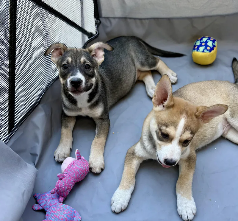 A baby large-sized male Sable American Staffordshire Terrier dog named Duke for adoption in Sonora, CA