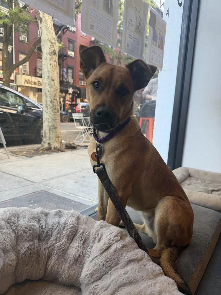 A baby medium-sized female Terrier dog named Butternut for adoption in Manhattan, NY