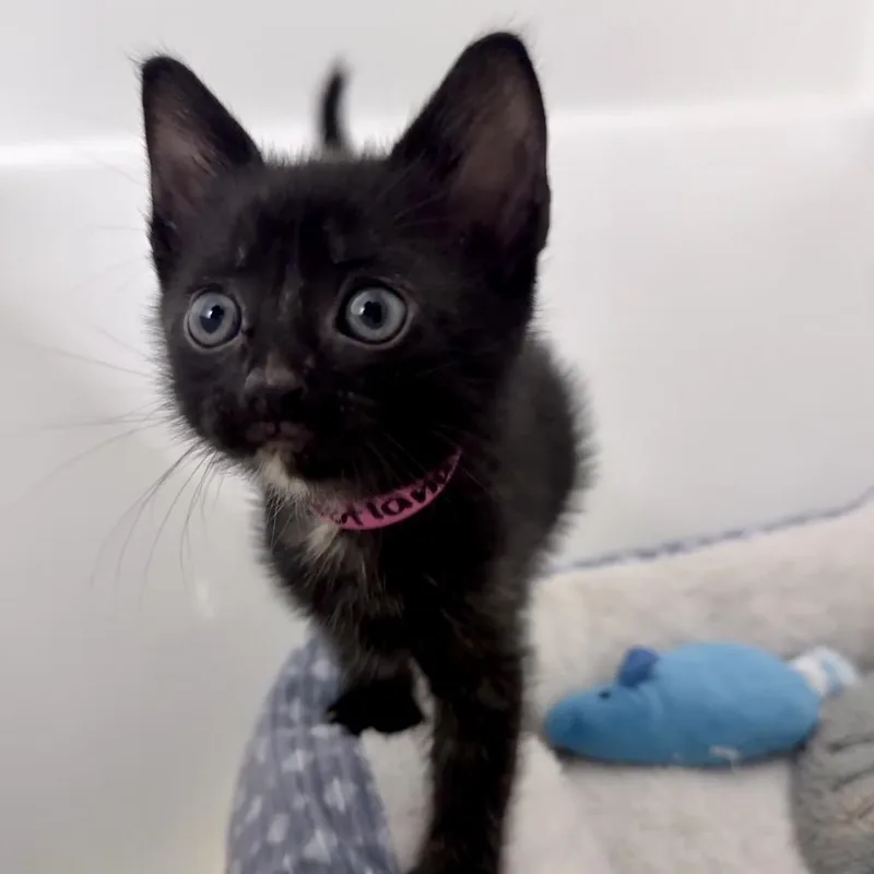 Svetlana thumbnail 2