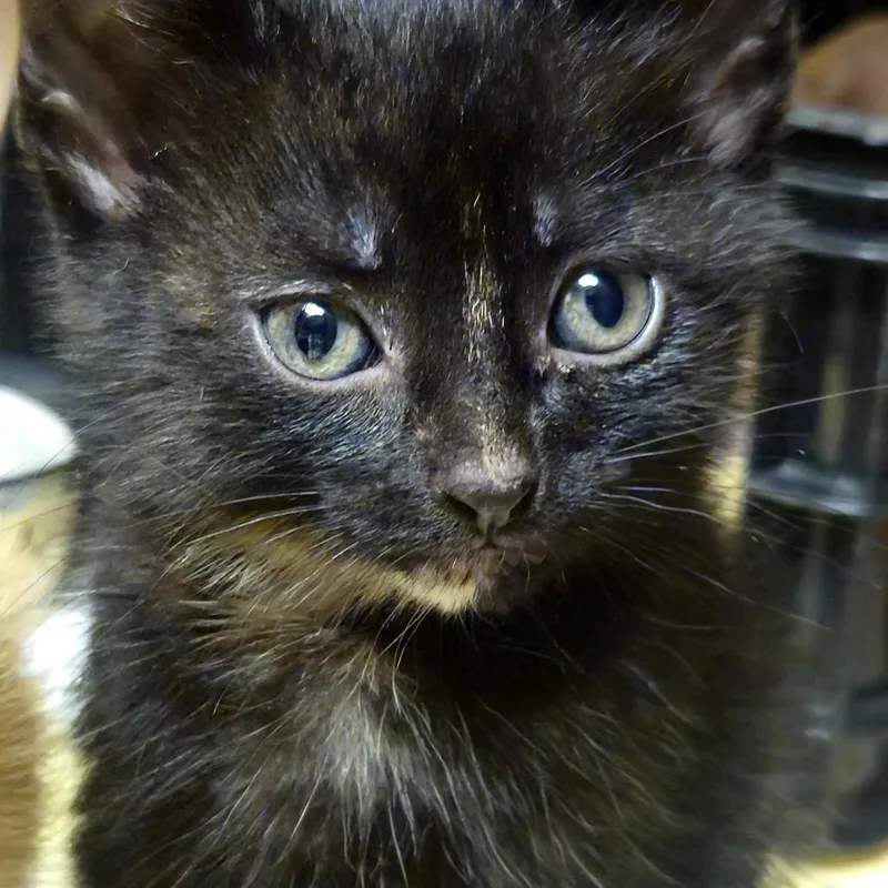 Svetlana thumbnail 4