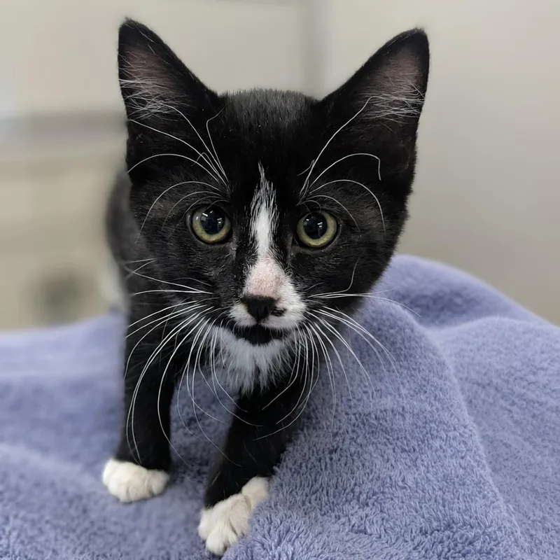 A baby small-sized male Black Domestic Short Hair cat named Lizard for adoption in Medford, OR