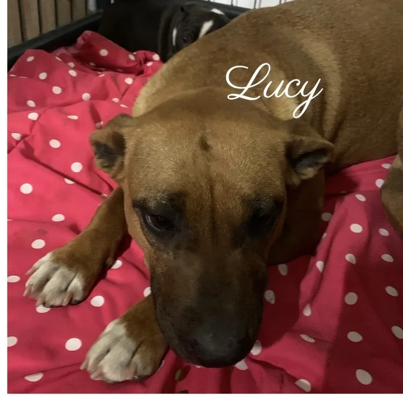 Lucy