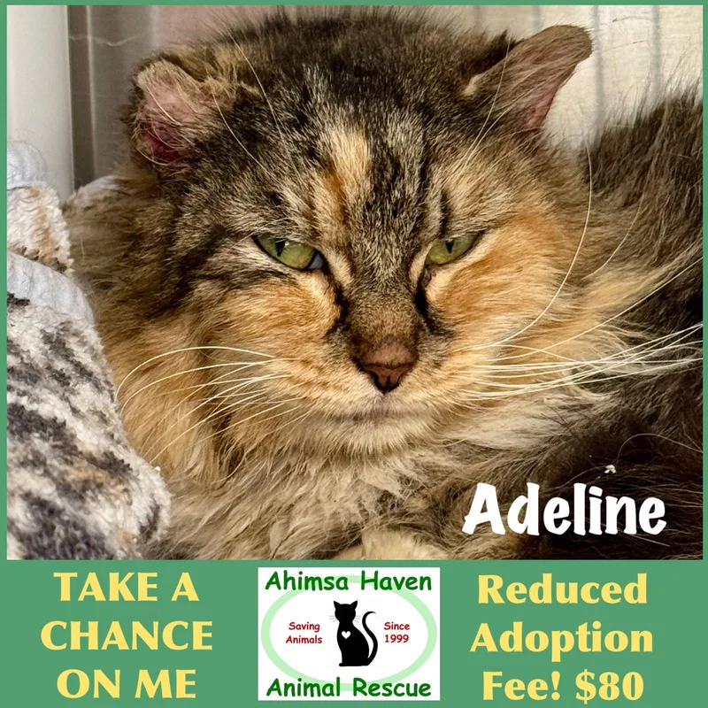 A senior medium-sized female Domestic Long Hair cat named Adeline for adoption in Winchendon, MA