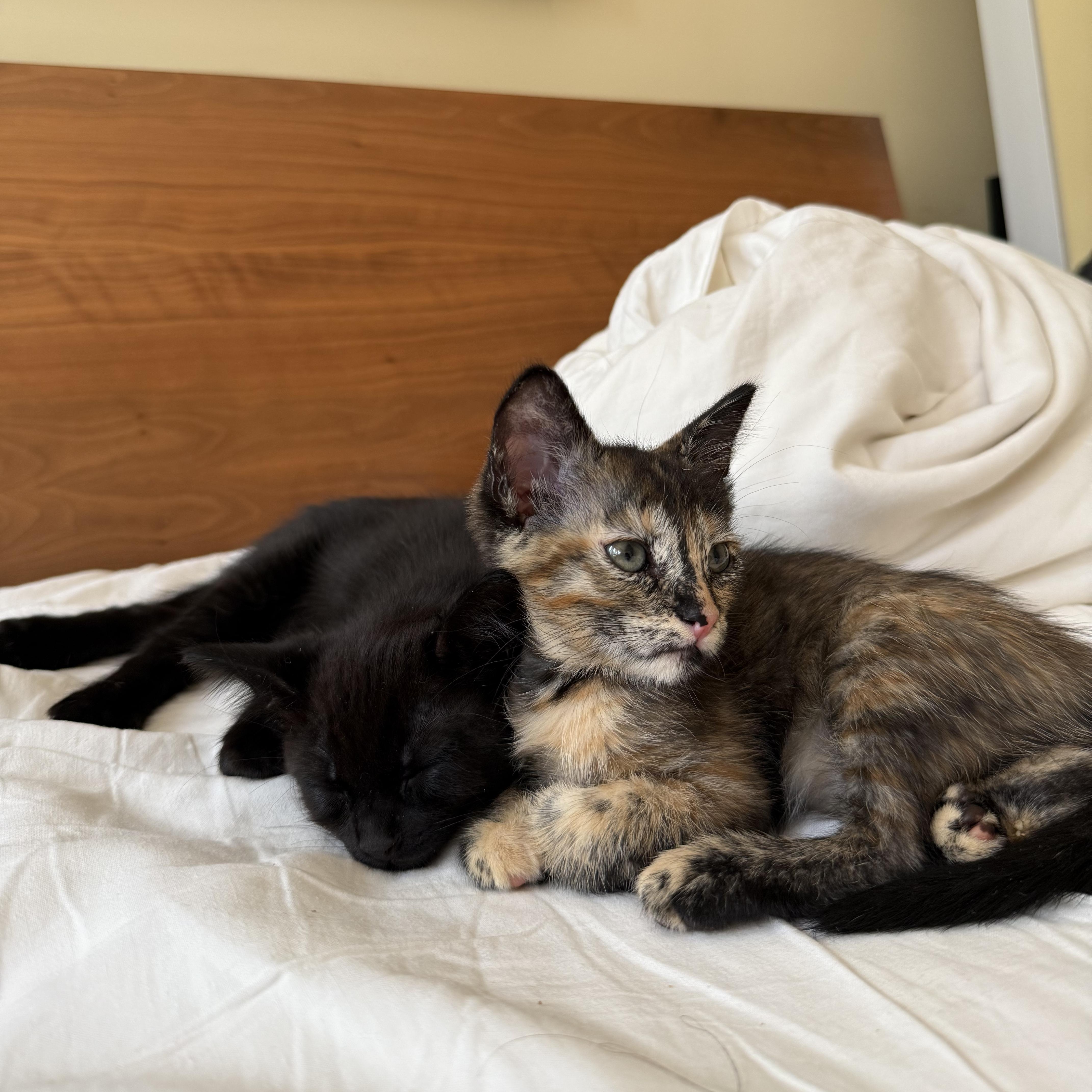 A baby medium-sized female Tortoiseshell cat named Jackie for adoption in San Francisco, CA