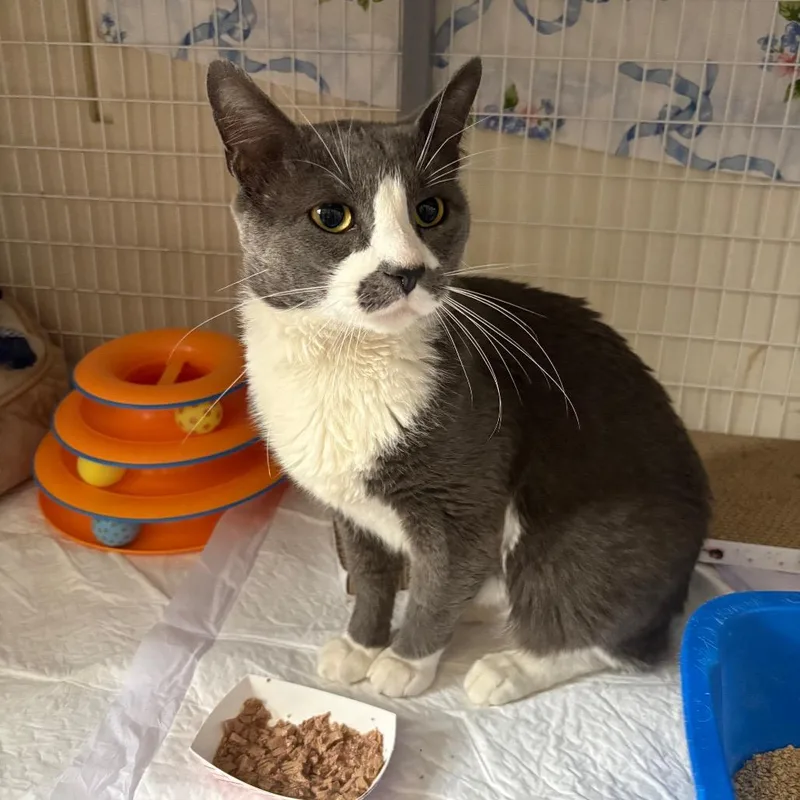 An adult large-sized male Gray / Blue / Silver Domestic Short Hair cat named Spaghetti Stash for adoption in Middle Village, NY