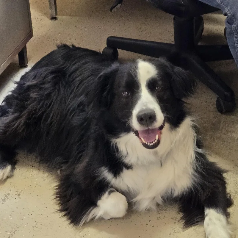 A young large-sized male Black English Shepherd dog named Rosco for adoption in Grafton, OH