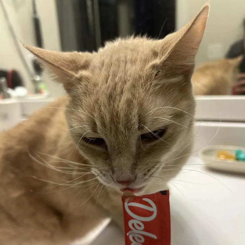 Butterscotch thumbnail 2