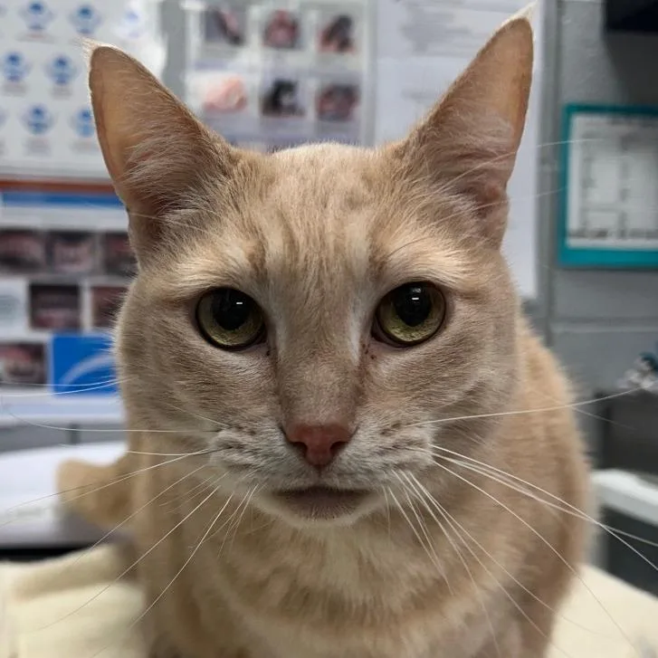 Butterscotch thumbnail 6