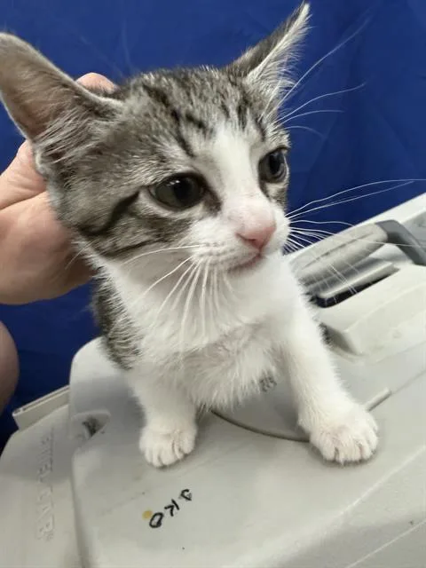 A baby medium-sized female Domestic Short Hair cat named Star for adoption in Dallas, TX