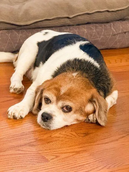 Stella