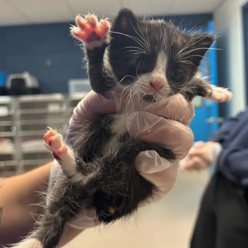 A baby small-sized female Black Domestic Short Hair cat named Belle for adoption in Newark, NJ
