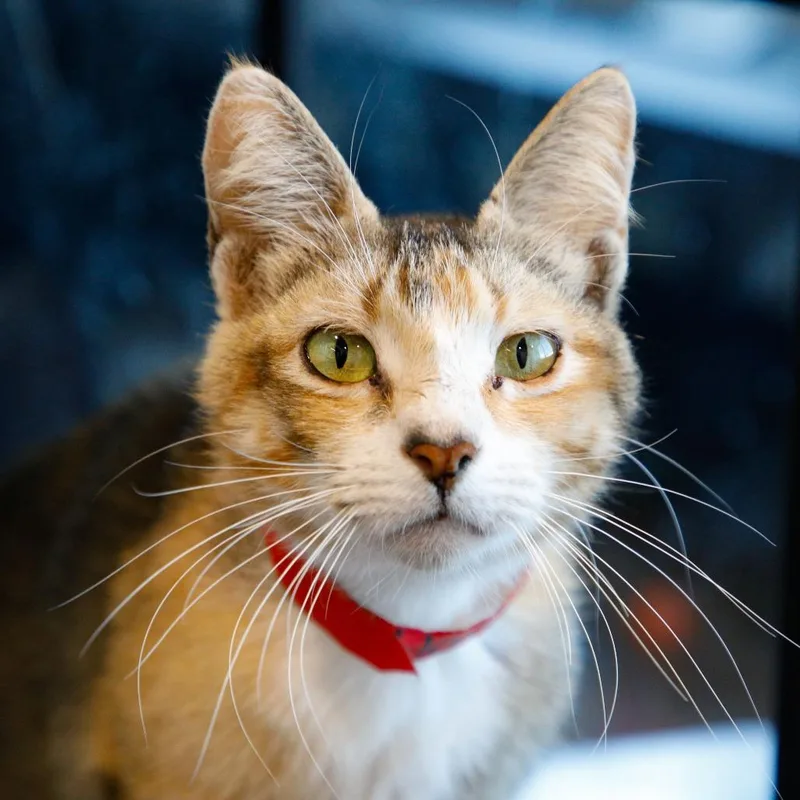 A young medium-sized female Orange / Red Domestic Short Hair cat named Hailie for adoption in Tampa, FL