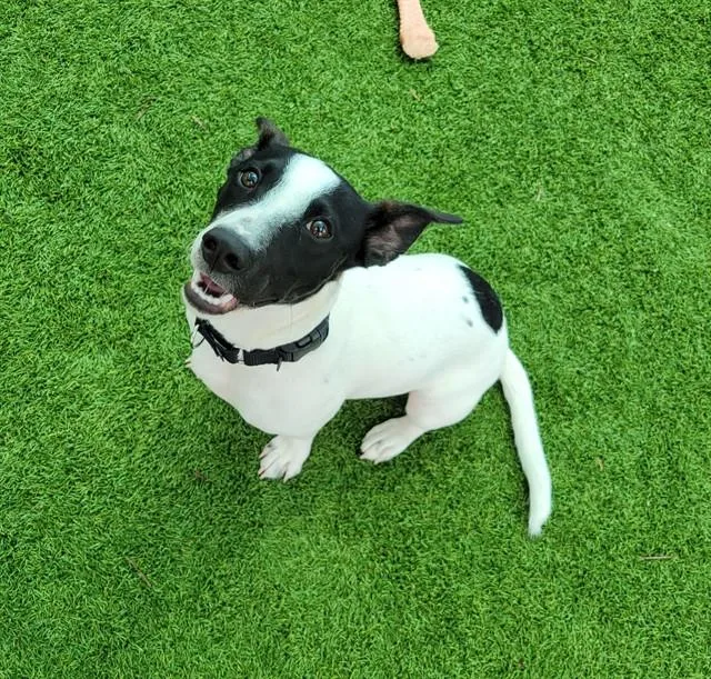 A young small-sized female Parson Russell Terrier dog named Zola for adoption in Sarasota, FL