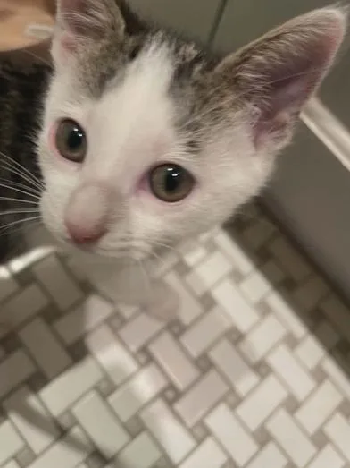 Gizmo thumbnail 2