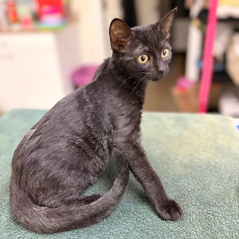A baby small-sized male Domestic Medium Hair cat named Galaxy for adoption in Spokane, WA