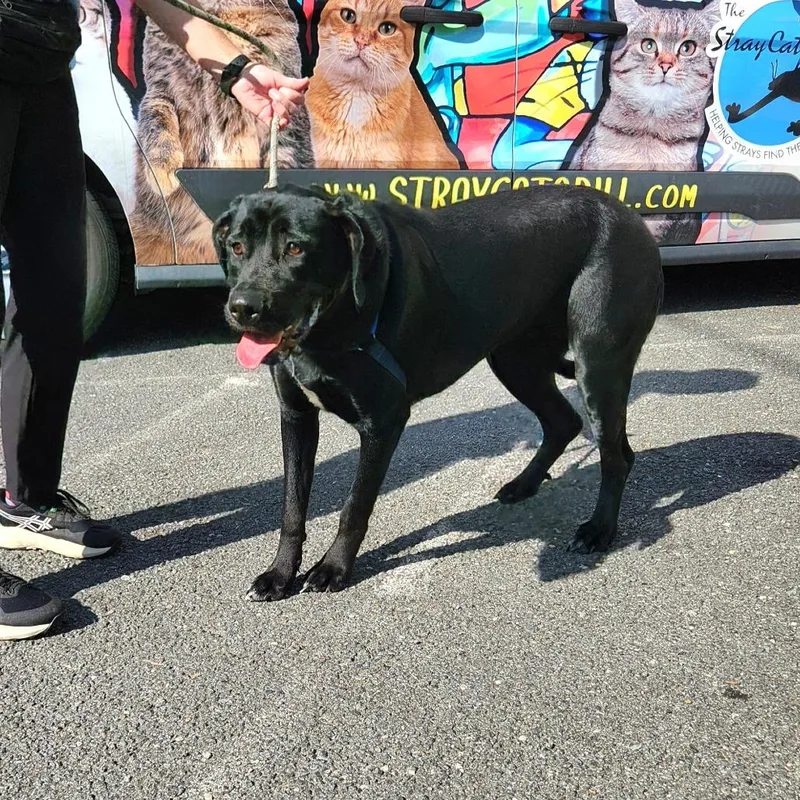 A young medium-sized female Black Labrador Retriever dog named Stinker for adoption in Falls Church, VA