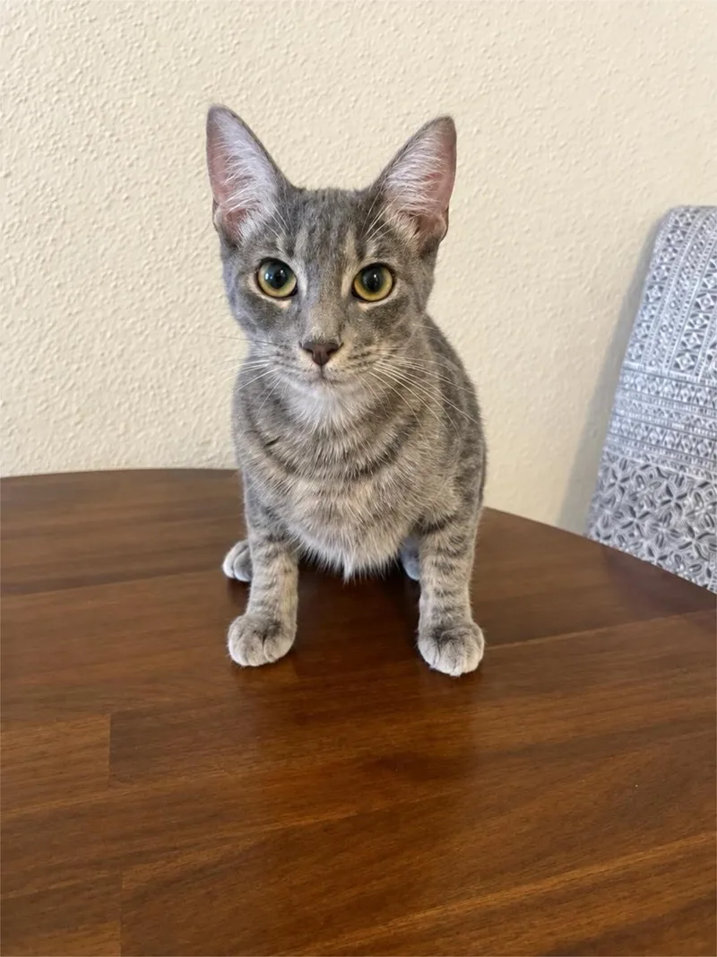 A baby medium-sized female Tabby (Gray / Blue / Silver) Domestic Short Hair cat named Valentina for adoption in Houston, TX