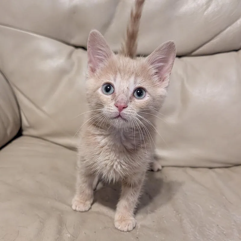 Finley