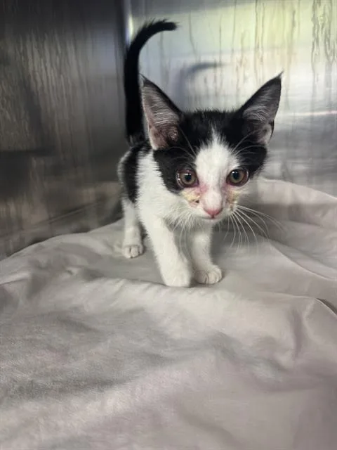 A baby small-sized female Domestic Short Hair cat named Whisper for adoption in Grand Prairie, TX