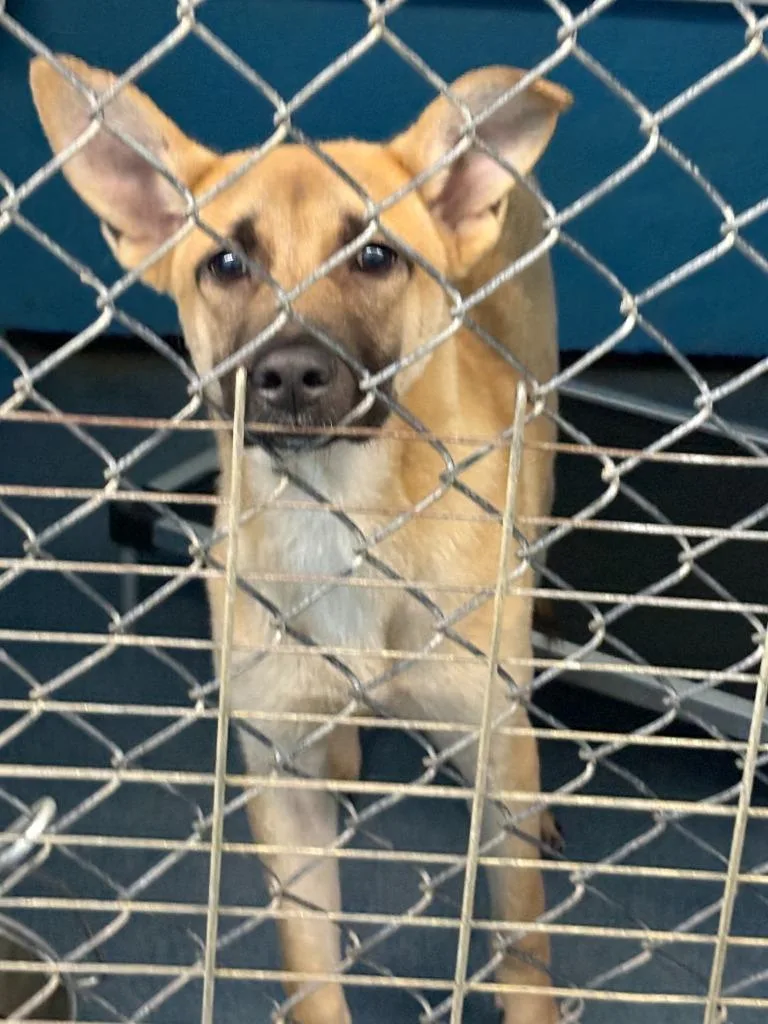 A young medium-sized male German Shepherd Dog dog named Law for adoption in Effingham, SC