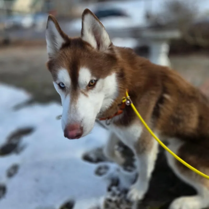 An adult medium-sized male Red / Chestnut / Orange Husky dog named Logan for adoption in Easton, PA