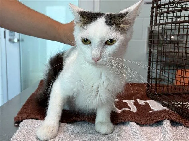 An adult medium-sized female Oriental Short Hair cat named Volleyball for adoption in Tavares, FL
