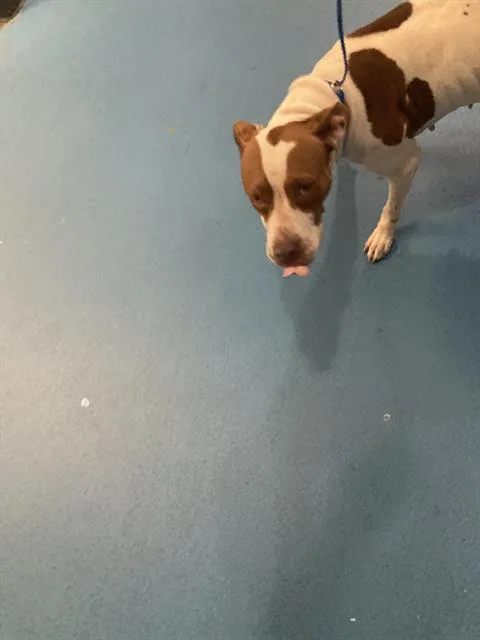 A young medium-sized female Mixed Breed dog named Lisa for adoption in Dallas, TX
