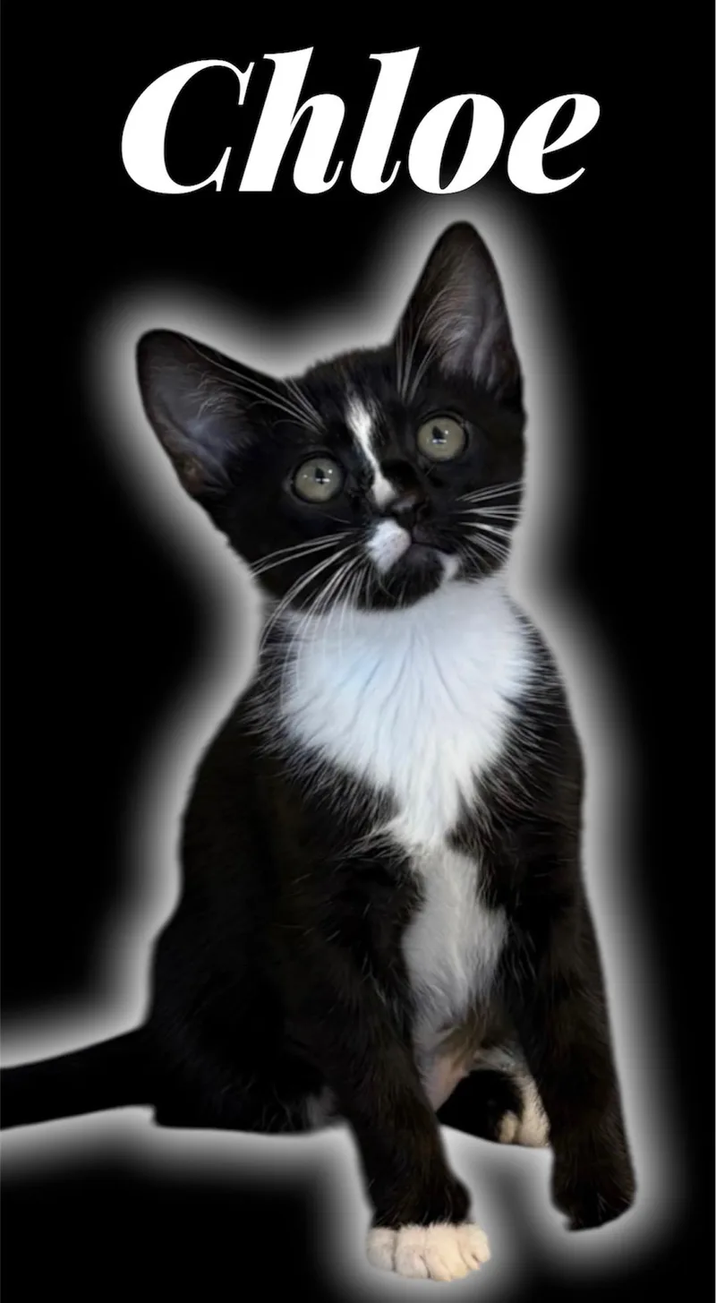 A baby small-sized female Black & White / Tuxedo Domestic Short Hair cat named Chloe for adoption in Auburn, CA