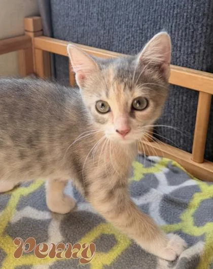 A baby small-sized female Domestic Medium Hair cat named Penny for adoption in Morton Grove, IL