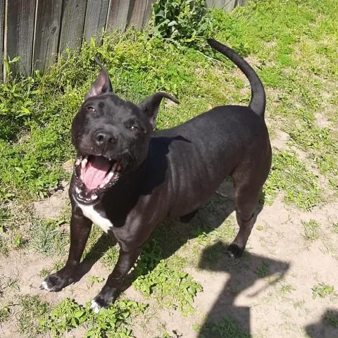 An adult large-sized female Mixed Breed dog named Anastasia Juniper for adoption in Pensacola, FL