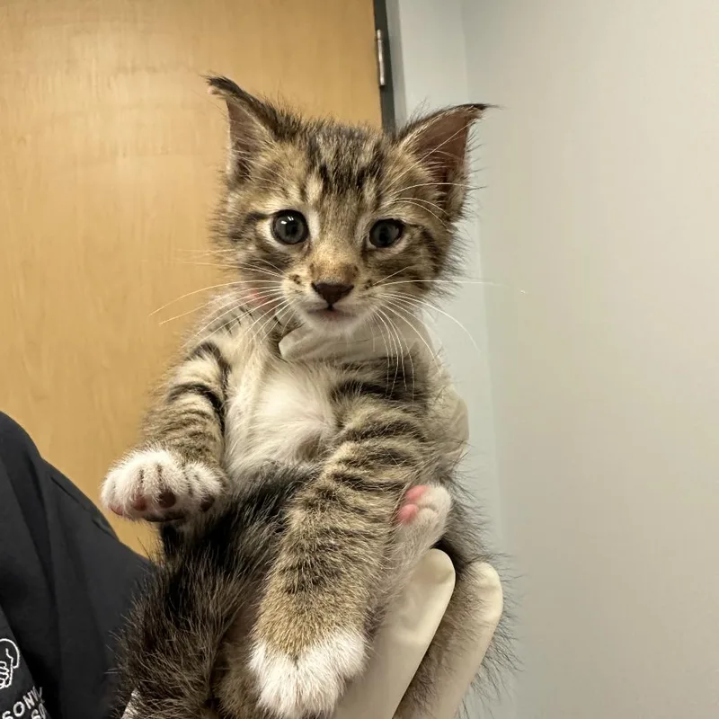 A baby small-sized male Brown / Chocolate Domestic Short Hair cat named Peeves for adoption in Jacksonville, FL