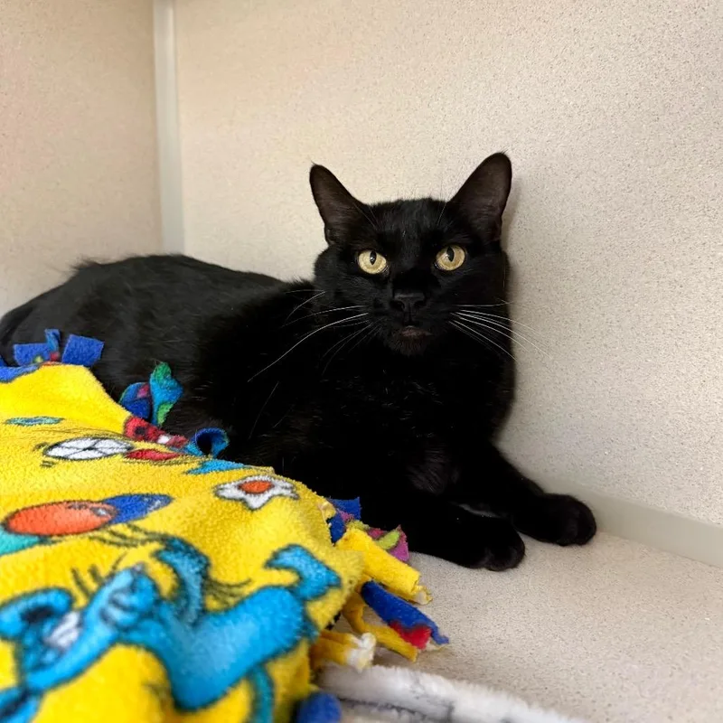 A senior medium-sized female Black Domestic Short Hair cat named Olive for adoption in Great Falls, MT