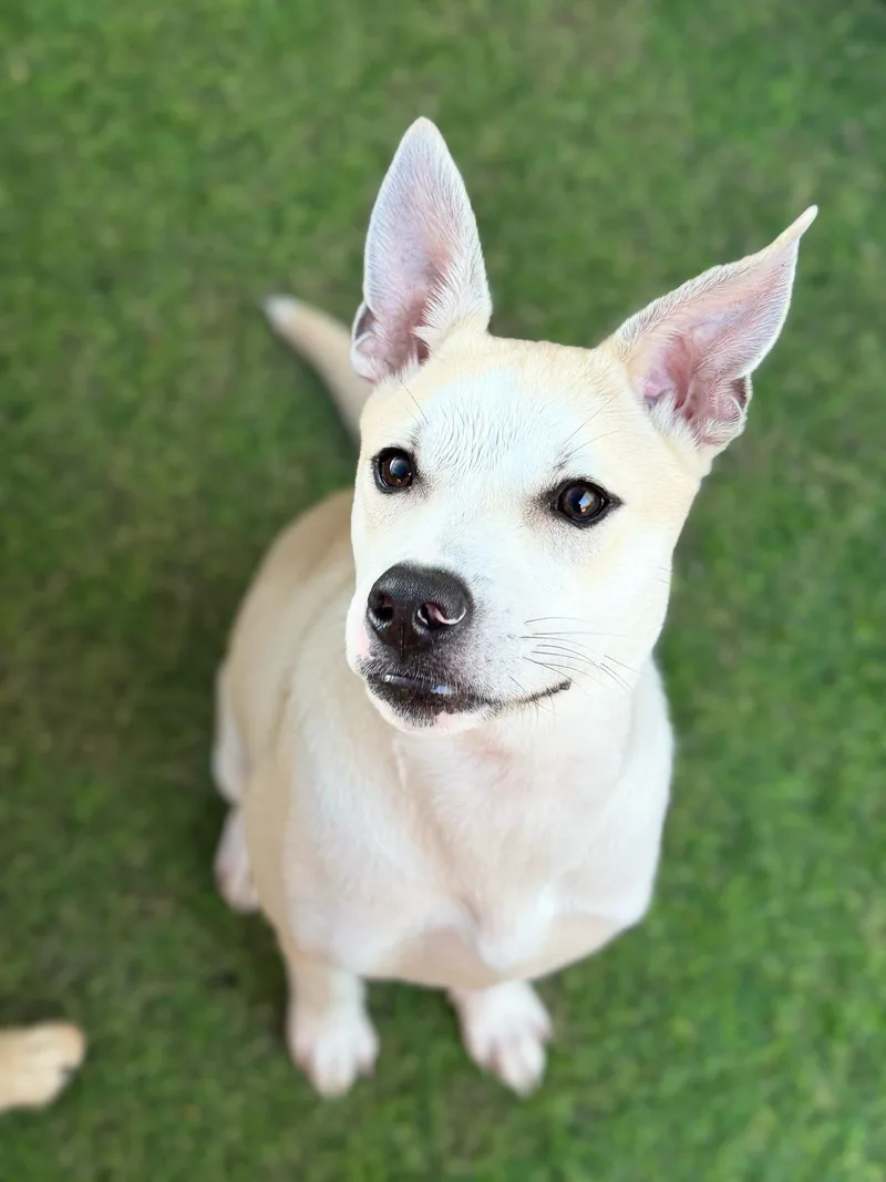 A baby medium-sized female Apricot / Beige Shepherd dog named Ivy for adoption in Pelham, AL