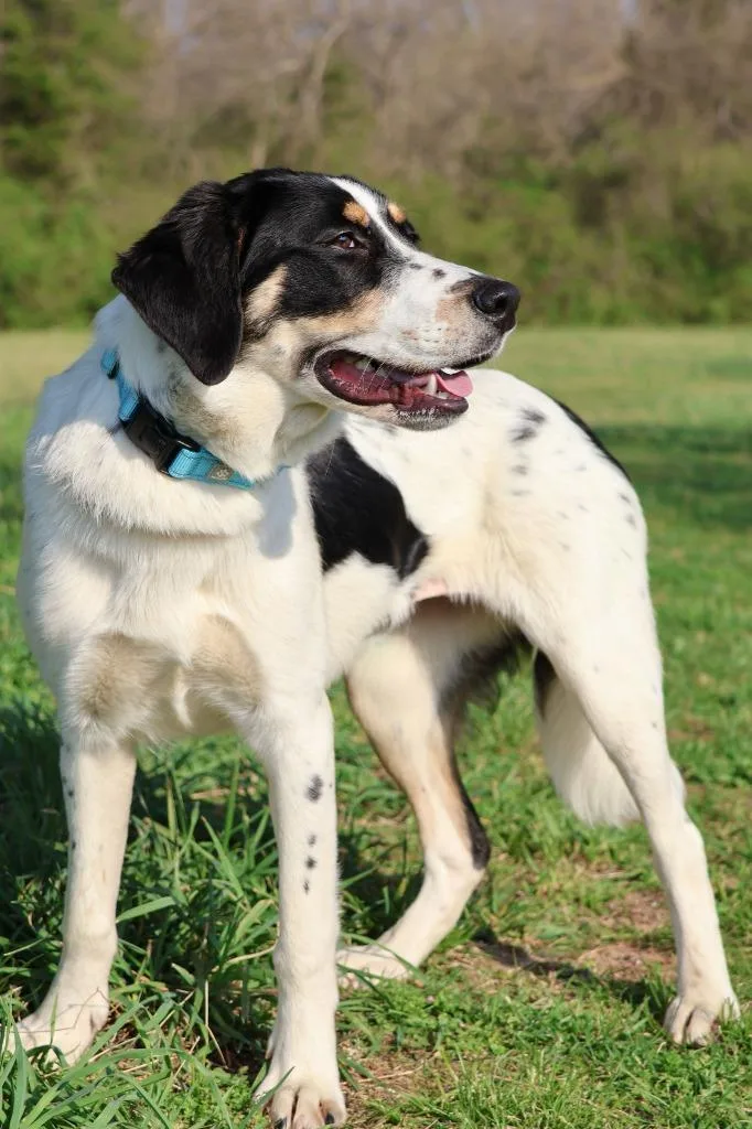 A young medium-sized female Mixed Breed dog named Delta for adoption in Columbia, TN