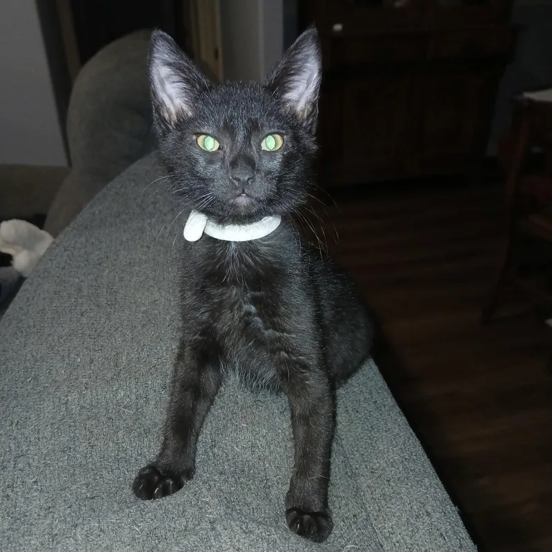 A baby small-sized male Black Domestic Short Hair cat named Hawk for adoption in Bentonville, AR