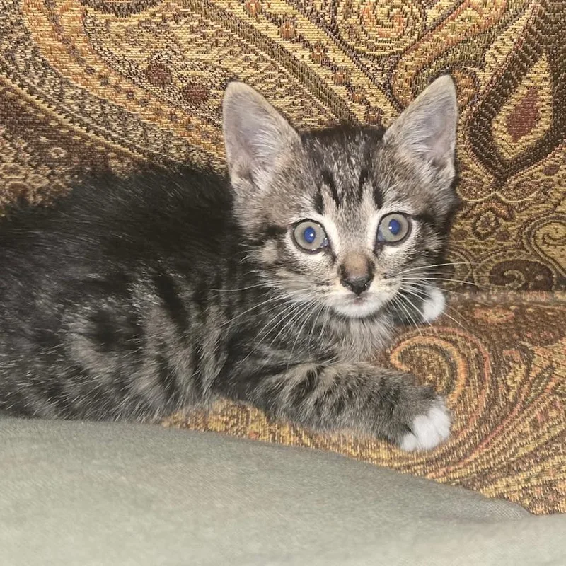 A baby small-sized female Buff / Tan / Fawn Domestic Short Hair cat named Popcorn Shrimp for adoption in Chattanooga, TN
