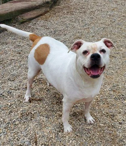 An adult large-sized female Pit Bull Terrier dog named Athena for adoption in Lake City, MI