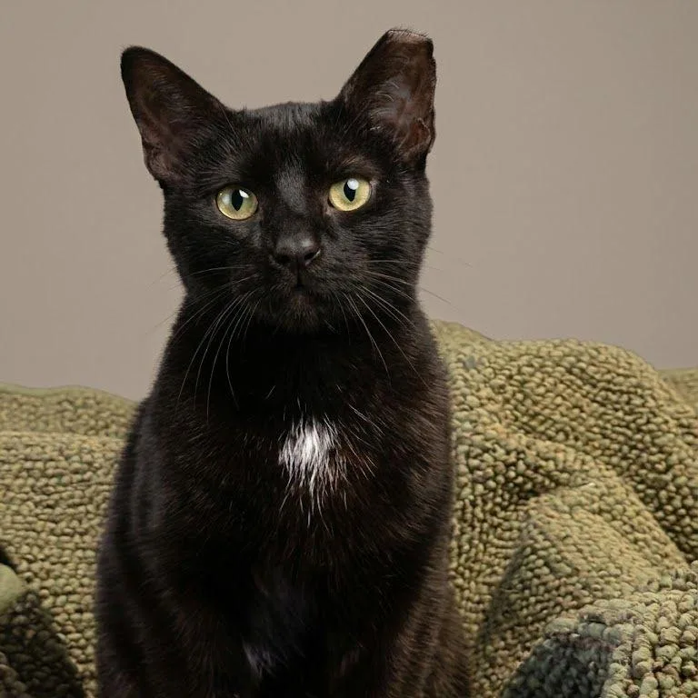 An adult medium-sized female Black Domestic Short Hair cat named Zoe for adoption in Hamburg, NY