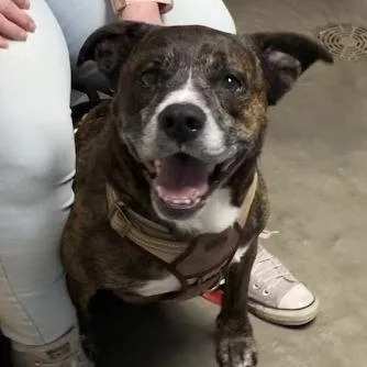 A senior medium-sized male Brown / Chocolate Mixed Breed dog named Jameson for adoption in DeKalb, IL