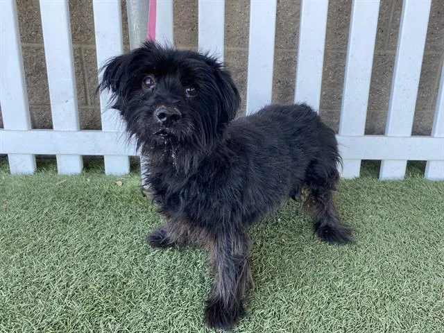 An adult medium-sized male Yorkshire Terrier dog named Bubba for adoption in Modesto, CA