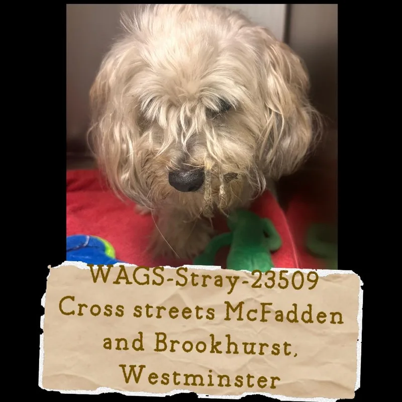 An adult medium-sized male Standard Poodle dog named WAGSStray for adoption in Westminster, CA