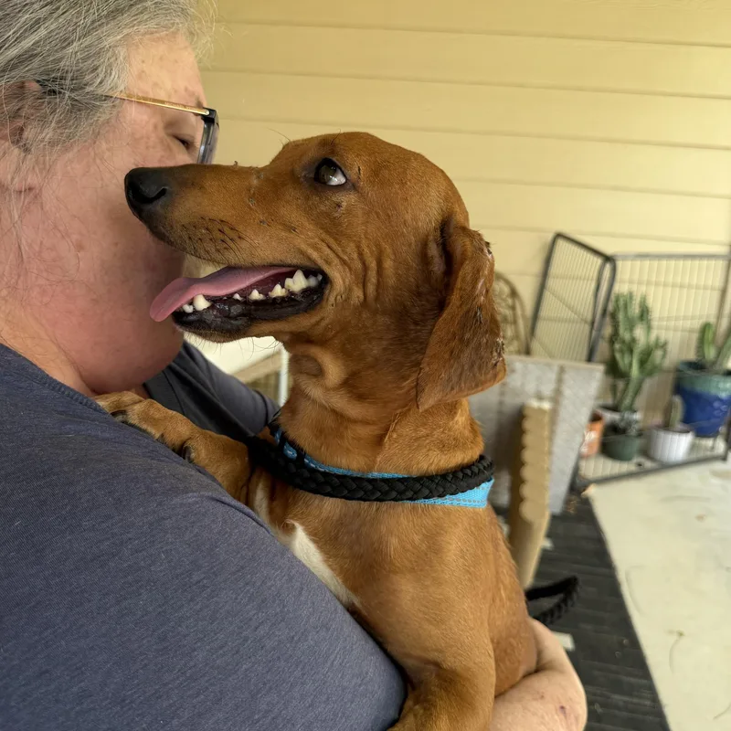 A young small-sized male Golden Dachshund dog named Steele for adoption in Pflugerville, TX