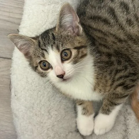 Kit Kat