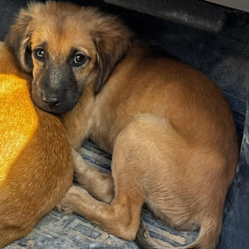 A baby small-sized male Brown / Chocolate Mixed Breed dog named Heston for adoption in Floresville, TX