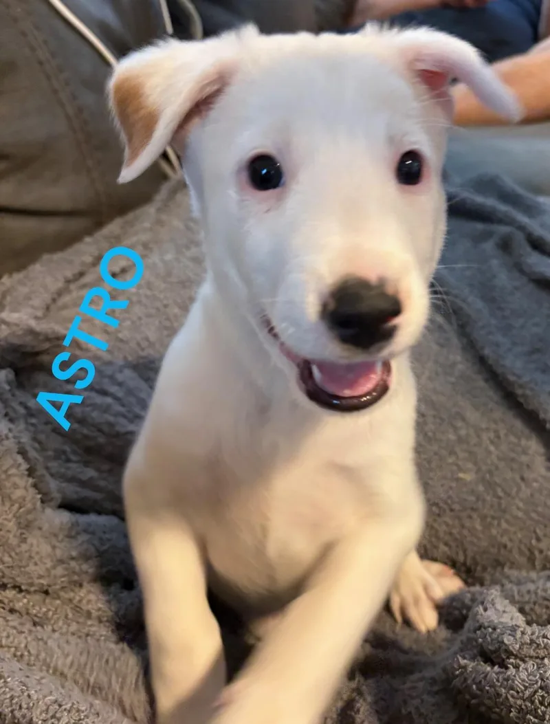 Astro