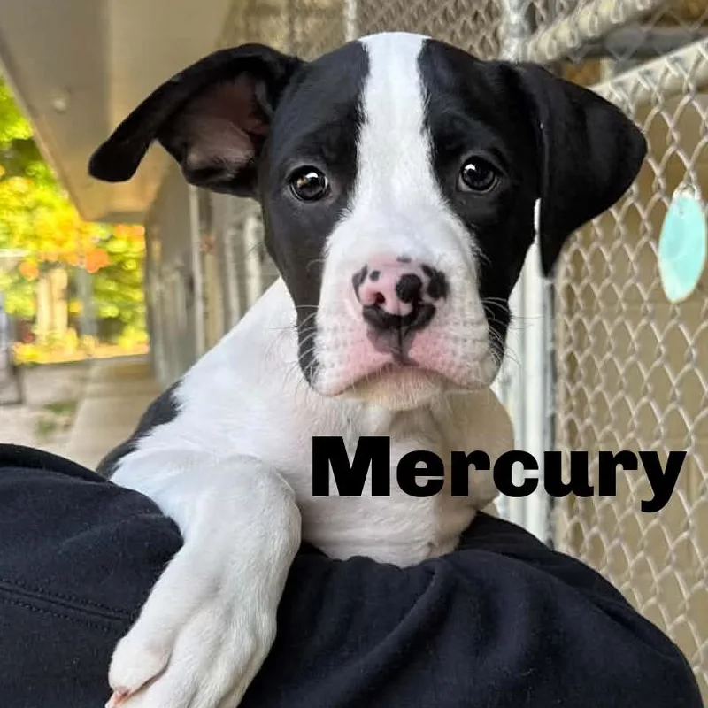 A baby small-sized male Mixed Breed dog named Mercury for adoption in Escanaba, MI
