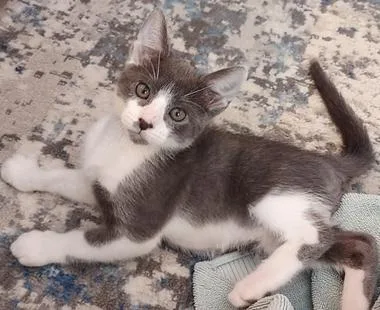 A baby medium-sized male Gray & White Domestic Short Hair cat named Glacier for adoption in North Highlands, CA