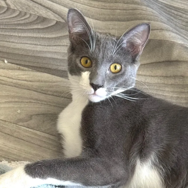 A young medium-sized male Gray / Blue / Silver Domestic Short Hair cat named Pugsley for adoption in Chapel Hill, NC